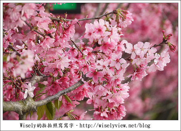 【隨拍】台中．新社區：路旁滿開的櫻花牆 (Panasonic Lumix GF2)