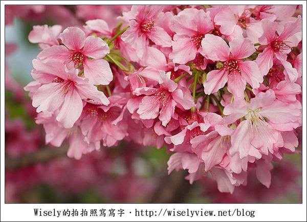 【隨拍】台中．新社區：路旁滿開的櫻花牆 (Panasonic Lumix GF2)