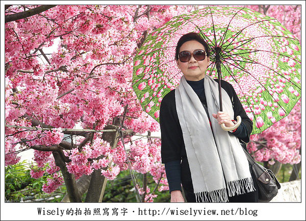 【隨拍】台中．新社區：路旁滿開的櫻花牆 (Panasonic Lumix GF2)