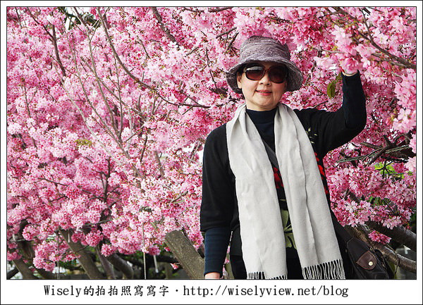 【隨拍】台中．新社區：路旁滿開的櫻花牆 (Panasonic Lumix GF2)