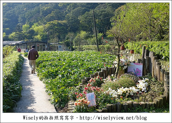 【遊玩】2011陽明山竹子湖海芋,景點與拍攝心得分享 (Fujifilm FinePix X100) 【遊玩】2011陽明山竹子湖海芋,景點與拍攝心得分享 (Fujifilm FinePix X100)