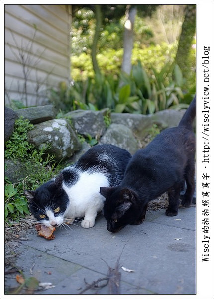 【遊玩】2011陽明山竹子湖海芋,景點與拍攝心得分享 (Fujifilm FinePix X100) 【遊玩】2011陽明山竹子湖海芋,景點與拍攝心得分享 (Fujifilm FinePix X100)