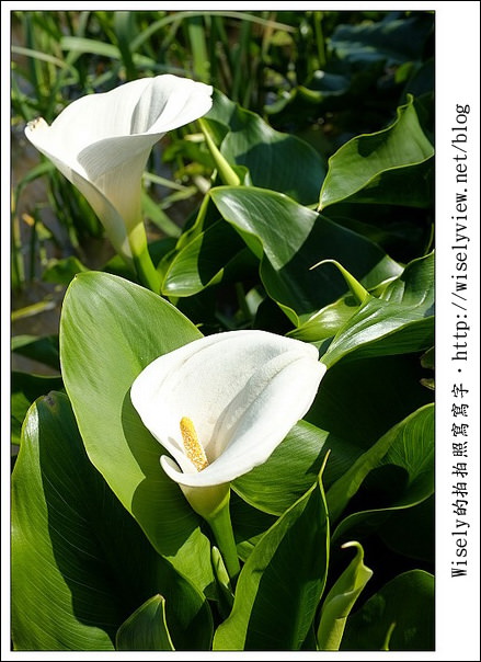 【遊玩】2011陽明山竹子湖海芋,景點與拍攝心得分享 (Fujifilm FinePix X100) 【遊玩】2011陽明山竹子湖海芋,景點與拍攝心得分享 (Fujifilm FinePix X100)