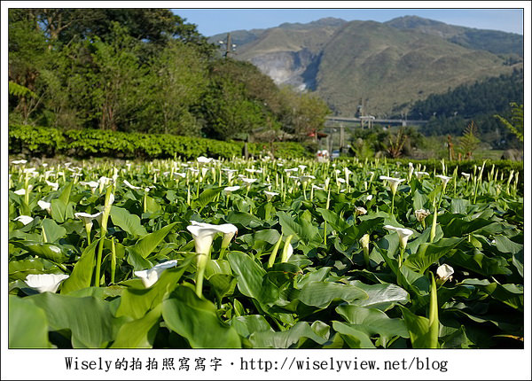 【遊玩】2011陽明山竹子湖海芋,景點與拍攝心得分享 (Fujifilm FinePix X100) 【遊玩】2011陽明山竹子湖海芋,景點與拍攝心得分享 (Fujifilm FinePix X100)