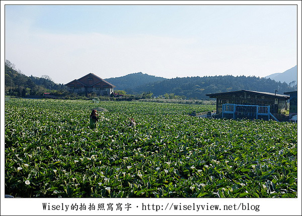 【遊玩】2011陽明山竹子湖海芋,景點與拍攝心得分享 (Fujifilm FinePix X100) 【遊玩】2011陽明山竹子湖海芋,景點與拍攝心得分享 (Fujifilm FinePix X100)