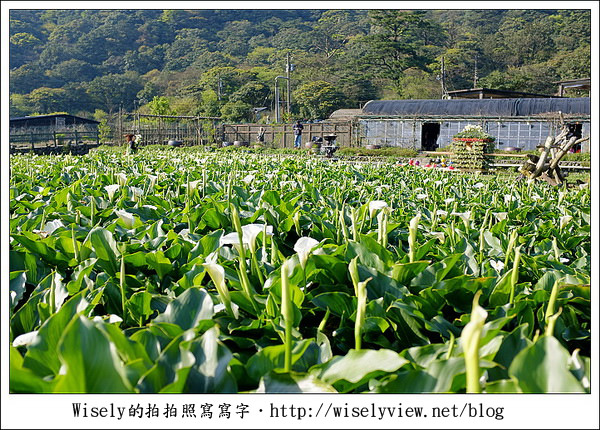 【遊玩】2011陽明山竹子湖海芋,景點與拍攝心得分享 (Fujifilm FinePix X100) 【遊玩】2011陽明山竹子湖海芋,景點與拍攝心得分享 (Fujifilm FinePix X100)