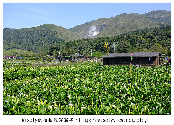 【遊玩】2011陽明山竹子湖海芋,景點與拍攝心得分享 (Fujifilm FinePix X100) 【遊玩】2011陽明山竹子湖海芋,景點與拍攝心得分享 (Fujifilm FinePix X100)