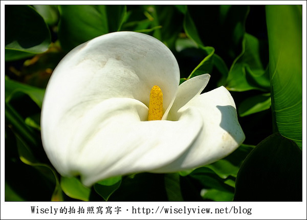 【遊玩】2011陽明山竹子湖海芋,景點與拍攝心得分享 (Fujifilm FinePix X100) 【遊玩】2011陽明山竹子湖海芋,景點與拍攝心得分享 (Fujifilm FinePix X100)