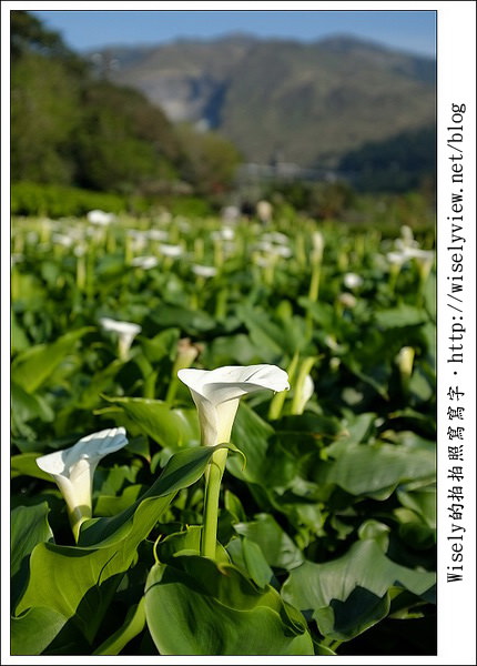 【遊玩】2011陽明山竹子湖海芋,景點與拍攝心得分享 (Fujifilm FinePix X100) 【遊玩】2011陽明山竹子湖海芋,景點與拍攝心得分享 (Fujifilm FinePix X100)