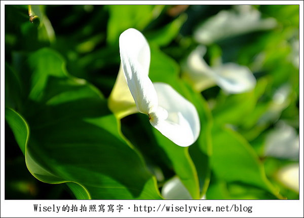 【遊玩】2011陽明山竹子湖海芋,景點與拍攝心得分享 (Fujifilm FinePix X100) 【遊玩】2011陽明山竹子湖海芋,景點與拍攝心得分享 (Fujifilm FinePix X100)