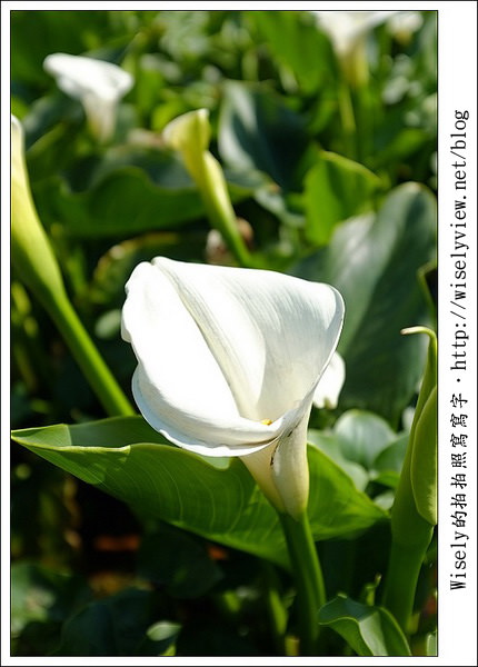 【遊玩】2011陽明山竹子湖海芋,景點與拍攝心得分享 (Fujifilm FinePix X100) 【遊玩】2011陽明山竹子湖海芋,景點與拍攝心得分享 (Fujifilm FinePix X100)