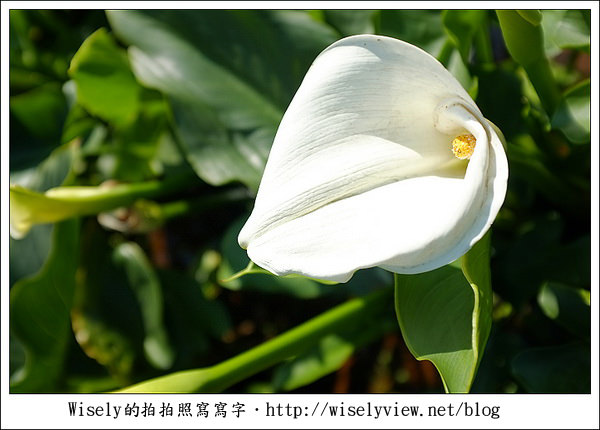 【遊玩】2011陽明山竹子湖海芋,景點與拍攝心得分享 (Fujifilm FinePix X100) 【遊玩】2011陽明山竹子湖海芋,景點與拍攝心得分享 (Fujifilm FinePix X100)