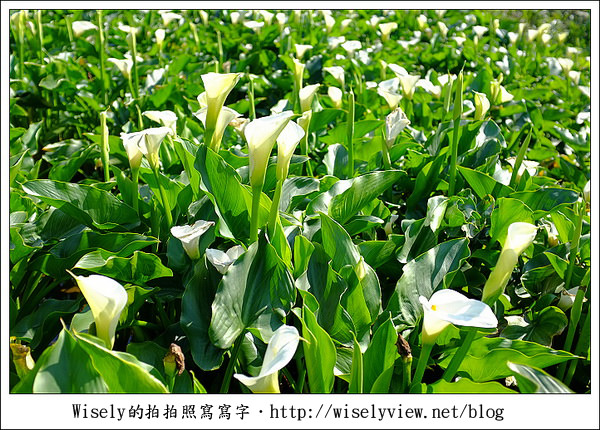 【遊玩】2011陽明山竹子湖海芋,景點與拍攝心得分享 (Fujifilm FinePix X100) 【遊玩】2011陽明山竹子湖海芋,景點與拍攝心得分享 (Fujifilm FinePix X100)