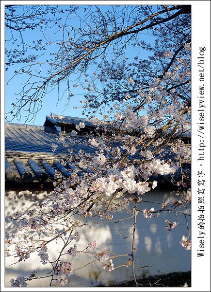 【隨拍】2011關西(京阪神)-04：櫻花七成開的京都醍醐寺 (Fujifilm X100)