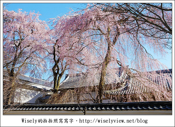 【隨拍】2011關西(京阪神)-04：櫻花七成開的京都醍醐寺 (Fujifilm X100)