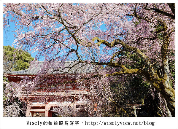 【隨拍】2011關西(京阪神)-04：櫻花七成開的京都醍醐寺 (Fujifilm X100)