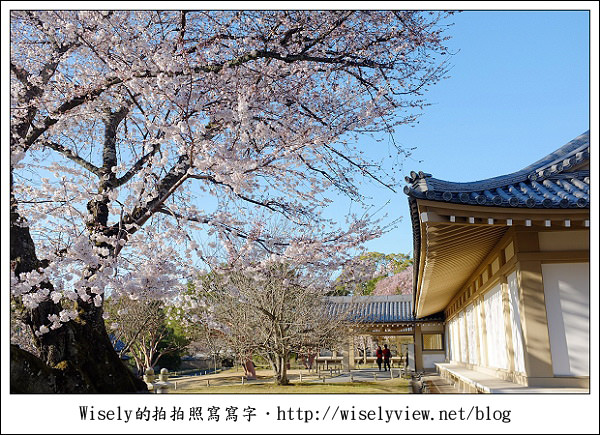 【隨拍】2011關西(京阪神)-04：櫻花七成開的京都醍醐寺 (Fujifilm X100)