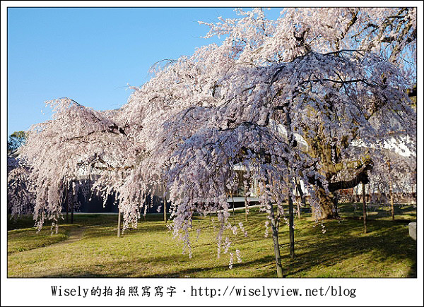 【隨拍】2011關西(京阪神)-04：櫻花七成開的京都醍醐寺 (Fujifilm X100)