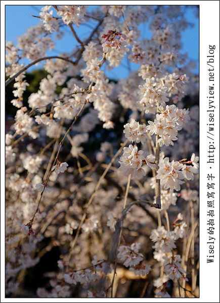 【隨拍】2011關西(京阪神)-04：櫻花七成開的京都醍醐寺 (Fujifilm X100)