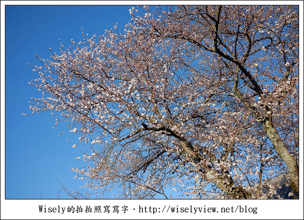 【隨拍】2011關西(京阪神)-04：櫻花七成開的京都醍醐寺 (Fujifilm X100)