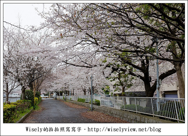 【隨拍】2011關西(京阪神)-09：京都盬小路橋旁的靜默雨櫻 (Fujifilm X100)