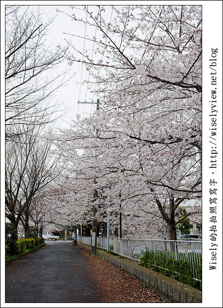 【隨拍】2011關西(京阪神)-09：京都盬小路橋旁的靜默雨櫻 (Fujifilm X100)