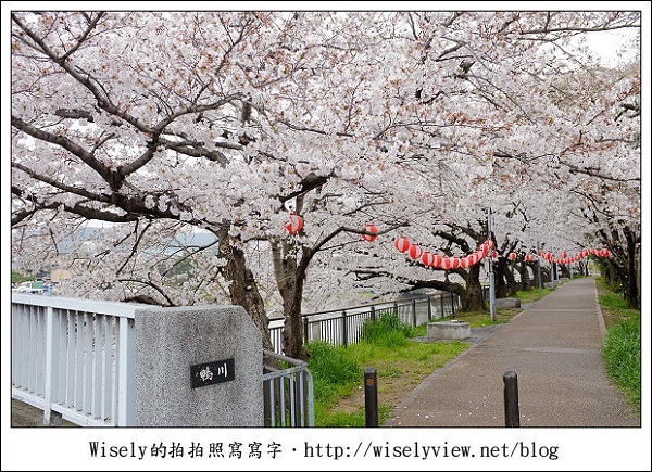 【隨拍】2011關西(京阪神)-09：京都盬小路橋旁的靜默雨櫻 (Fujifilm X100)