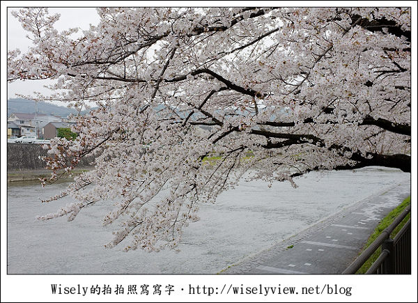 【隨拍】2011關西(京阪神)-09：京都盬小路橋旁的靜默雨櫻 (Fujifilm X100)