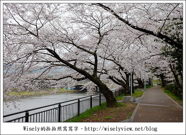 【隨拍】2011關西(京阪神)-09：京都盬小路橋旁的靜默雨櫻 (Fujifilm X100)
