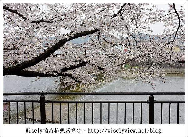 【隨拍】2011關西(京阪神)-09：京都盬小路橋旁的靜默雨櫻 (Fujifilm X100)