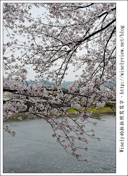 【隨拍】2011關西(京阪神)-09：京都盬小路橋旁的靜默雨櫻 (Fujifilm X100)