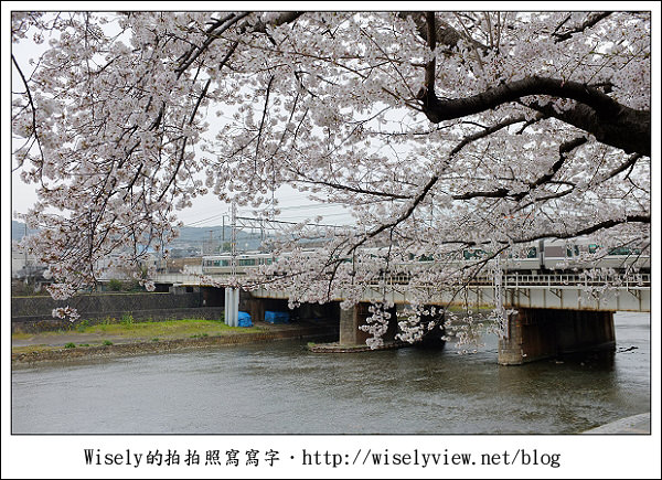 【隨拍】2011關西(京阪神)-09：京都盬小路橋旁的靜默雨櫻 (Fujifilm X100)
