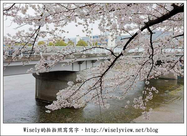 【隨拍】2011關西(京阪神)-09：京都盬小路橋旁的靜默雨櫻 (Fujifilm X100)