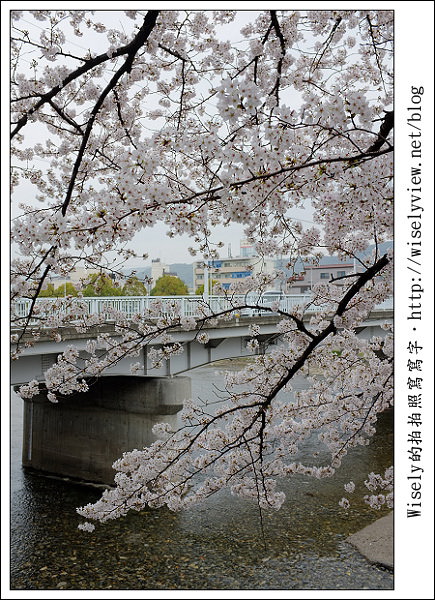 【隨拍】2011關西(京阪神)-09：京都盬小路橋旁的靜默雨櫻 (Fujifilm X100)