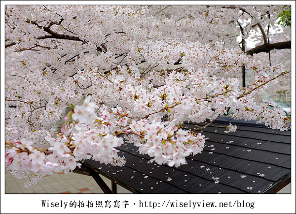 【隨拍】2011關西(京阪神)-09：京都盬小路橋旁的靜默雨櫻 (Fujifilm X100)