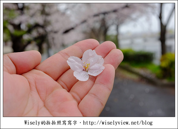 【隨拍】2011關西(京阪神)-09：京都盬小路橋旁的靜默雨櫻 (Fujifilm X100)