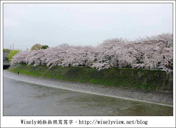 【隨拍】2011關西(京阪神)-09：京都盬小路橋旁的靜默雨櫻 (Fujifilm X100)