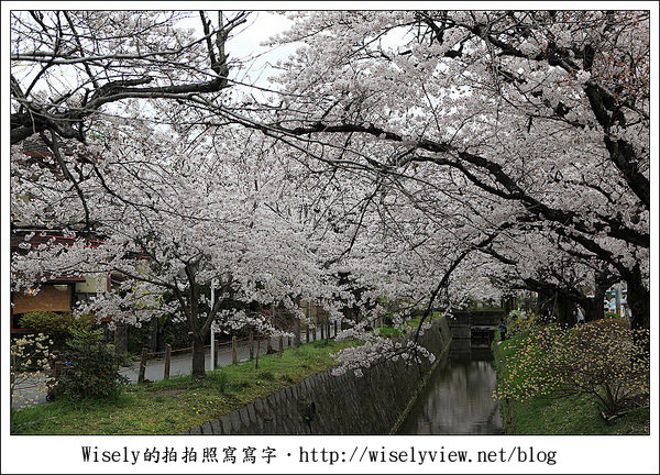 【隨拍】2011關西(京阪神)-13:京都哲學之道裡滿開櫻花美景 (Canon EOS 5D2) 【隨拍】2011關西(京阪神)-13:京都哲學之道裡滿開櫻花美景 (Canon EOS 5D2)