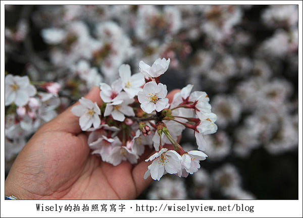 【隨拍】2011關西(京阪神)-13:京都哲學之道裡滿開櫻花美景 (Canon EOS 5D2) 【隨拍】2011關西(京阪神)-13:京都哲學之道裡滿開櫻花美景 (Canon EOS 5D2)
