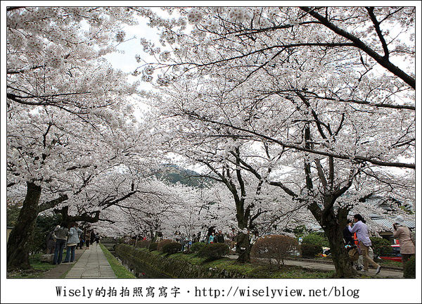 【隨拍】2011關西(京阪神)-13:京都哲學之道裡滿開櫻花美景 (Canon EOS 5D2) 【隨拍】2011關西(京阪神)-13:京都哲學之道裡滿開櫻花美景 (Canon EOS 5D2)
