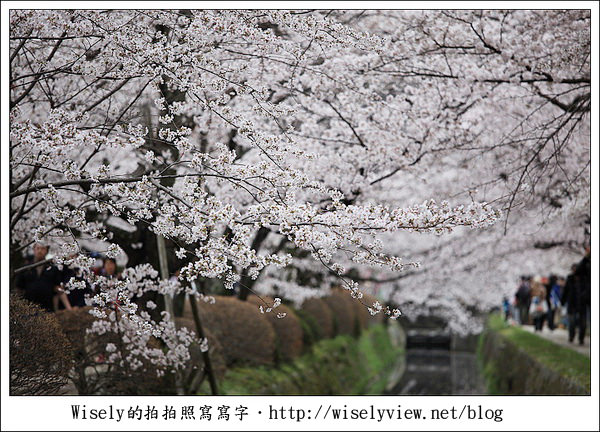 【隨拍】2011關西(京阪神)-13:京都哲學之道裡滿開櫻花美景 (Canon EOS 5D2) 【隨拍】2011關西(京阪神)-13:京都哲學之道裡滿開櫻花美景 (Canon EOS 5D2)