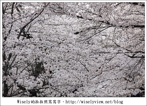 【隨拍】2011關西(京阪神)-13:京都哲學之道裡滿開櫻花美景 (Canon EOS 5D2) 【隨拍】2011關西(京阪神)-13:京都哲學之道裡滿開櫻花美景 (Canon EOS 5D2)