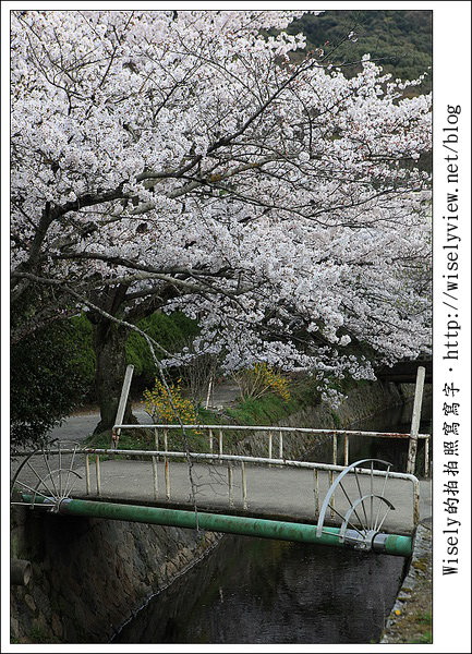 【隨拍】2011關西(京阪神)-13:京都哲學之道裡滿開櫻花美景 (Canon EOS 5D2) 【隨拍】2011關西(京阪神)-13:京都哲學之道裡滿開櫻花美景 (Canon EOS 5D2)