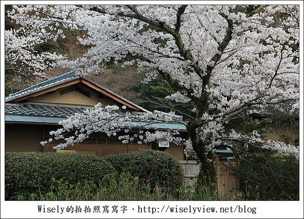 【隨拍】2011關西(京阪神)-13:京都哲學之道裡滿開櫻花美景 (Canon EOS 5D2) 【隨拍】2011關西(京阪神)-13:京都哲學之道裡滿開櫻花美景 (Canon EOS 5D2)