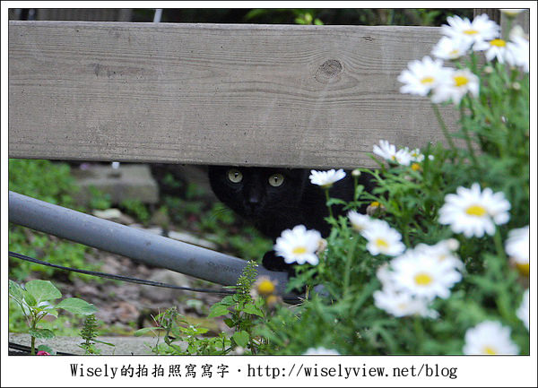 【景點】陽明山台北奧萬大2011-遲訪的楓紅 (Panasonic GF1)