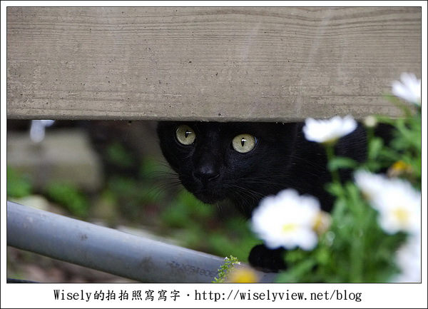 【景點】陽明山台北奧萬大2011-遲訪的楓紅 (Panasonic GF1)