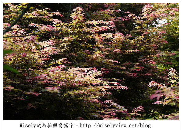 【景點】陽明山台北奧萬大2011-遲訪的楓紅 (Panasonic GF1)