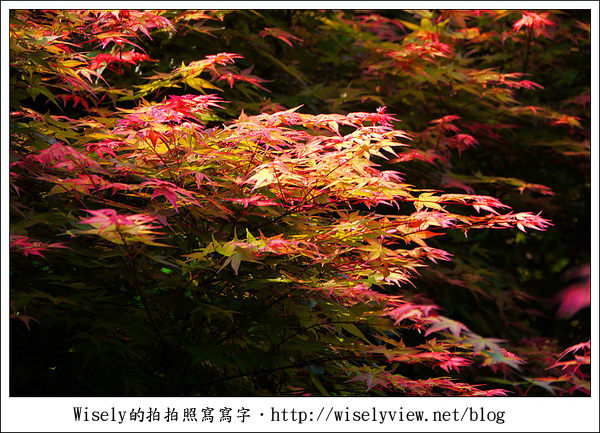 【景點】陽明山台北奧萬大2011-遲訪的楓紅 (Panasonic GF1)