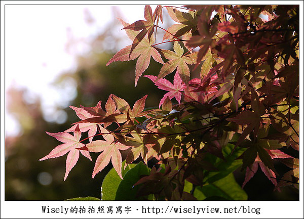 【景點】陽明山台北奧萬大2011-遲訪的楓紅 (Panasonic GF1)