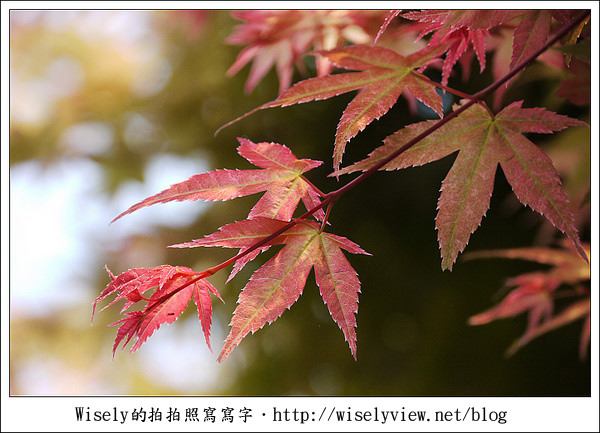 【景點】陽明山台北奧萬大2011-遲訪的楓紅 (Panasonic GF1)
